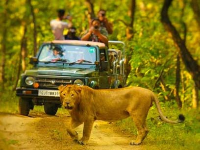 gir jeep safari