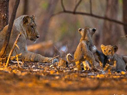 gir safari tour