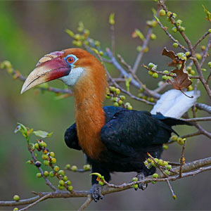 indian_hornbill