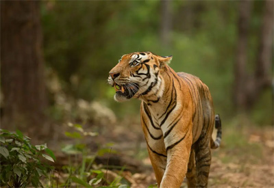 ranthambore's Bengal tiger